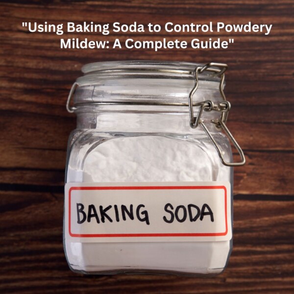 Baking Soda: Nature’s Answer to Combating Powdery Mildew