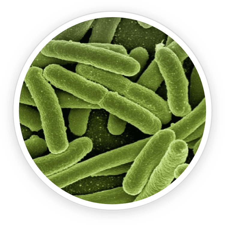 The Importance of Oral Microbiome: A Deep Dive into Oral Health and Overall Well-being