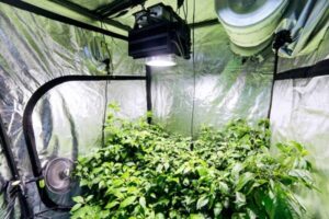 The Importance of Air Circulation in Indoor Plant Growing