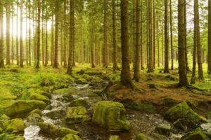 The Therapeutic Benefits of Forest Bathing: Embracing Nature’s Healing Touch