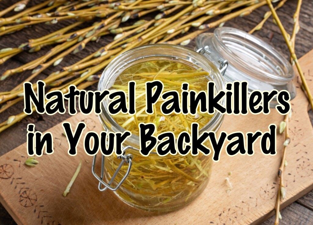 Natural Painkillers in Your Backyard: The Untold Remedies