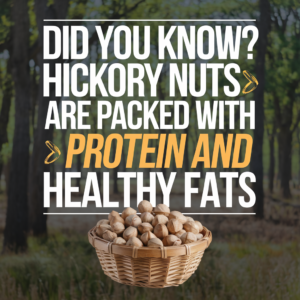 Nature’s Snack: The Unique Flavor of Missouri Hickory Nuts